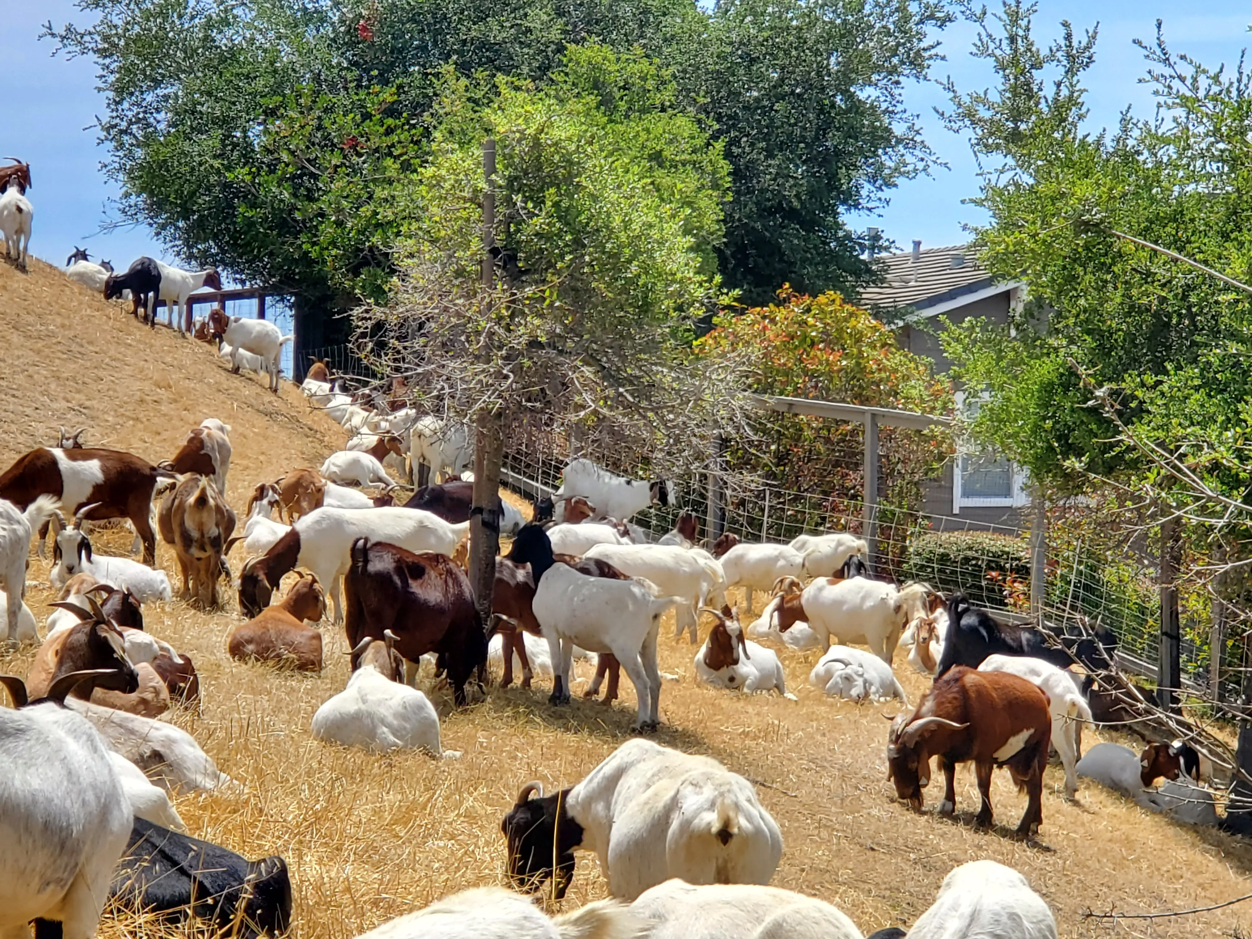 Goats for sustainable weed control.
